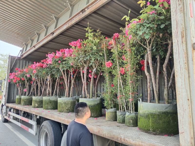 庭院观赏工程绿化月季品种，规格齐全欢迎选购