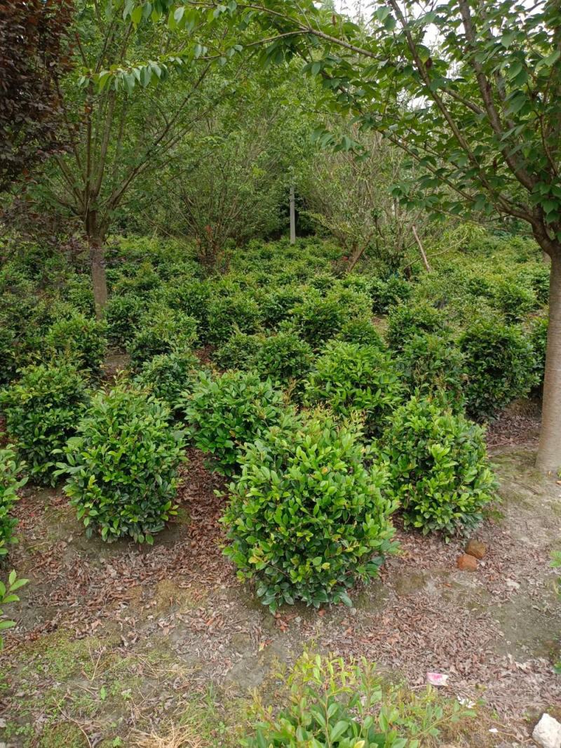 文母球地苗12杯16杯毛笼子大小规格都有基地