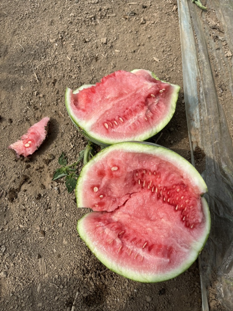 美都二茬有籽自根苗无嫁接八成熟。大量有货