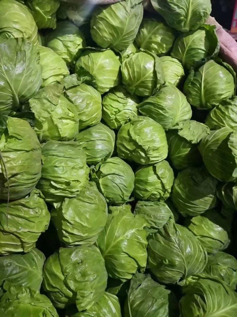 精品河北甘蓝，圆包菜大量上市，保质保量对接各大市场