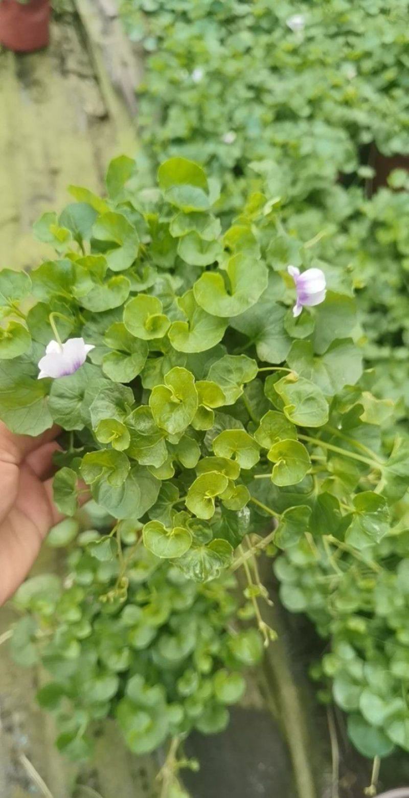 熊猫堇双色杯两加仑基地直供