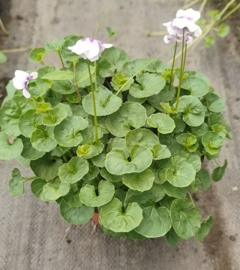 熊猫堇双色杯两加仑基地直供