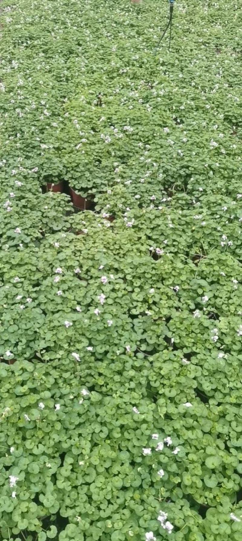 熊猫堇双色杯两加仑基地直供