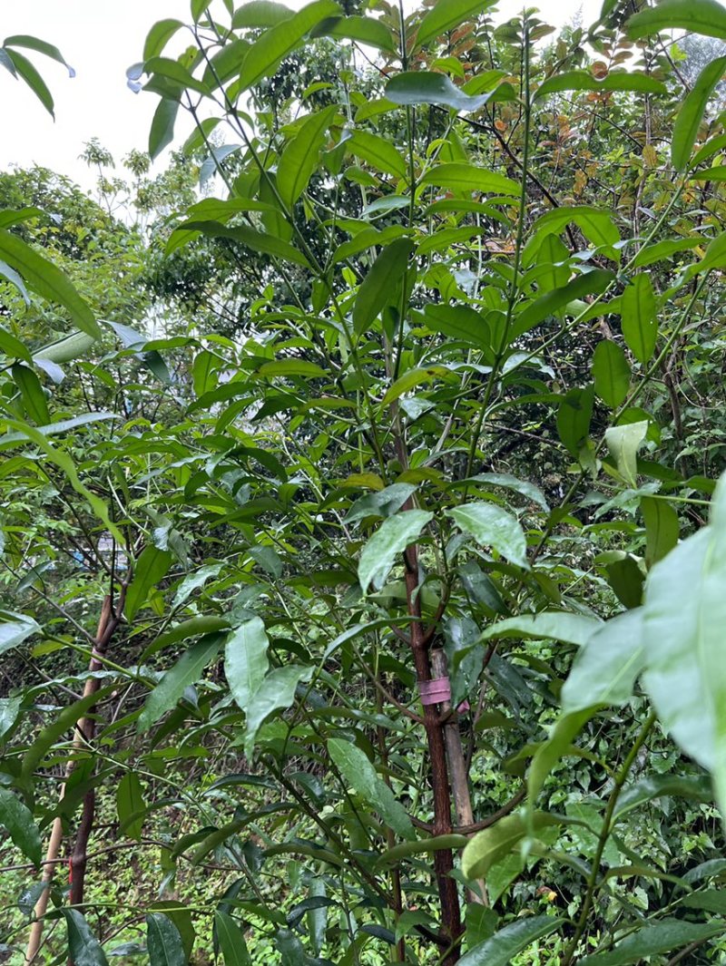 黄金山竹苗阿恰恰容易管理产量高