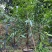 黄金山竹苗阿恰恰容易管理产量高