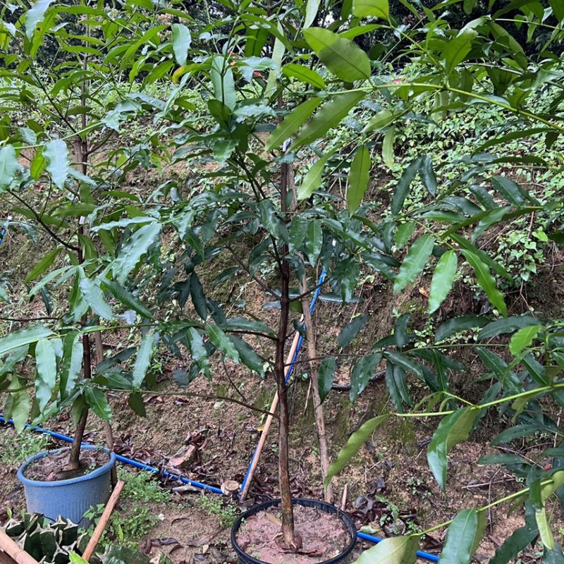 黄金山竹苗阿恰恰容易管理产量高