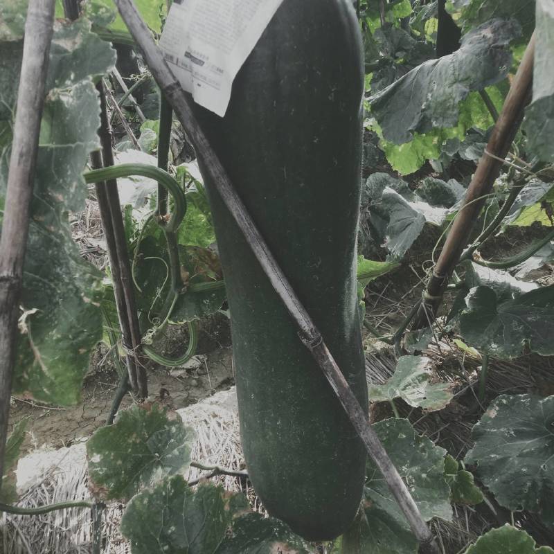 黑皮冬瓜大量上市了，质量有保证欢迎订购