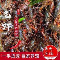江苏小龙虾精品小龙虾活体虾青中红水产批发自有基地直发