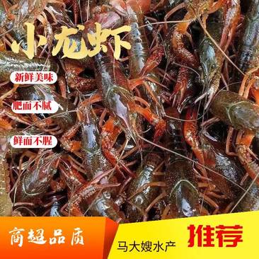 江苏精品小龙虾自有基地养殖活体虾高端餐饮酒店直供精品龙虾