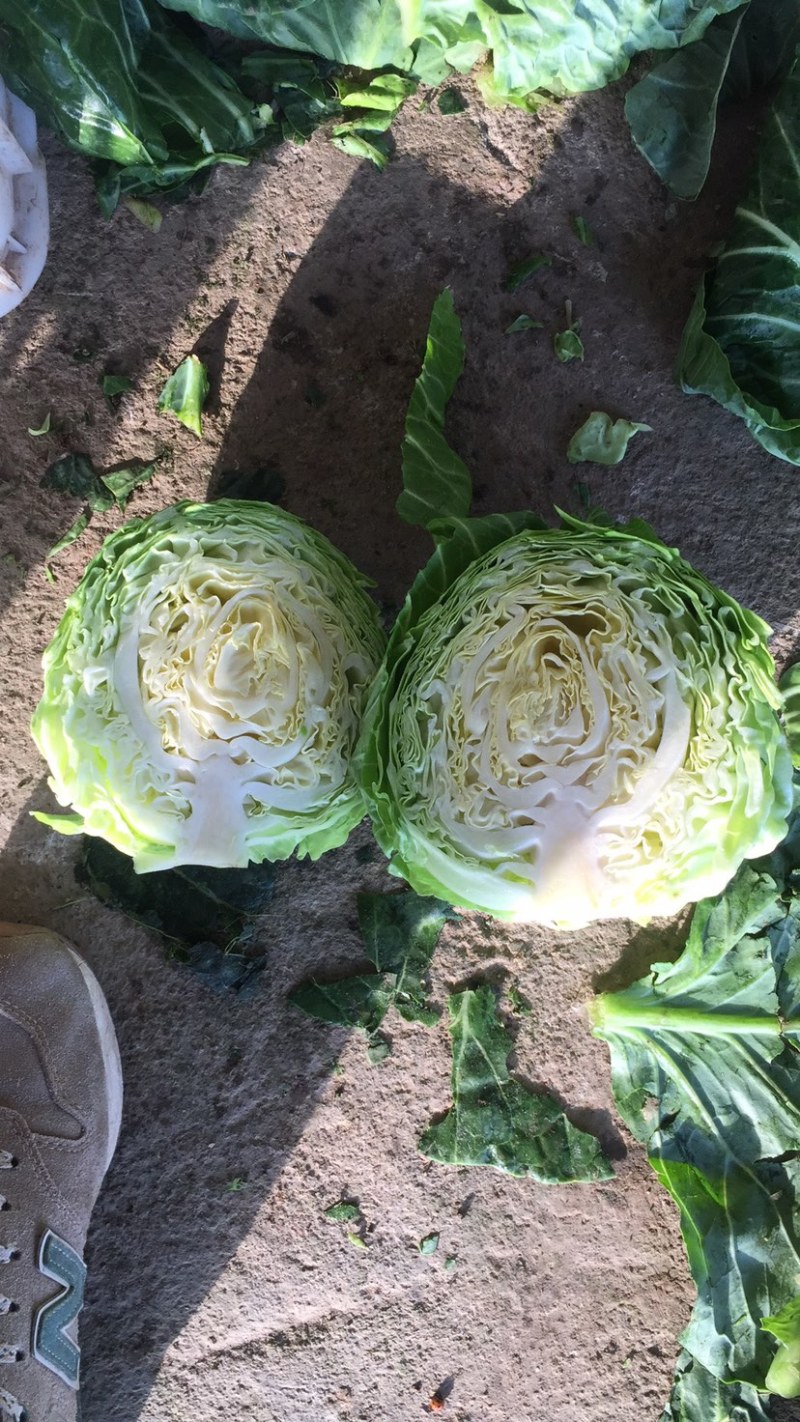 甘蓝