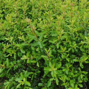 火棘16杯成都基地直供