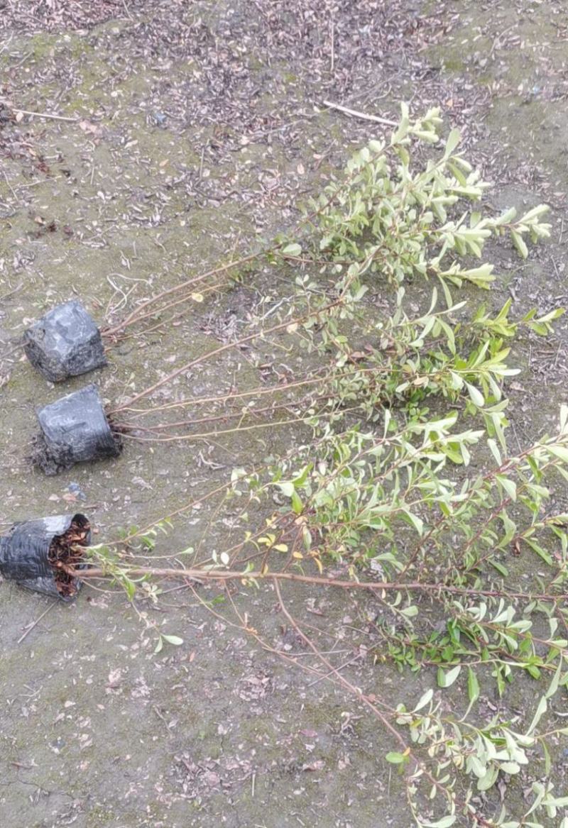 火棘16杯成都基地直供