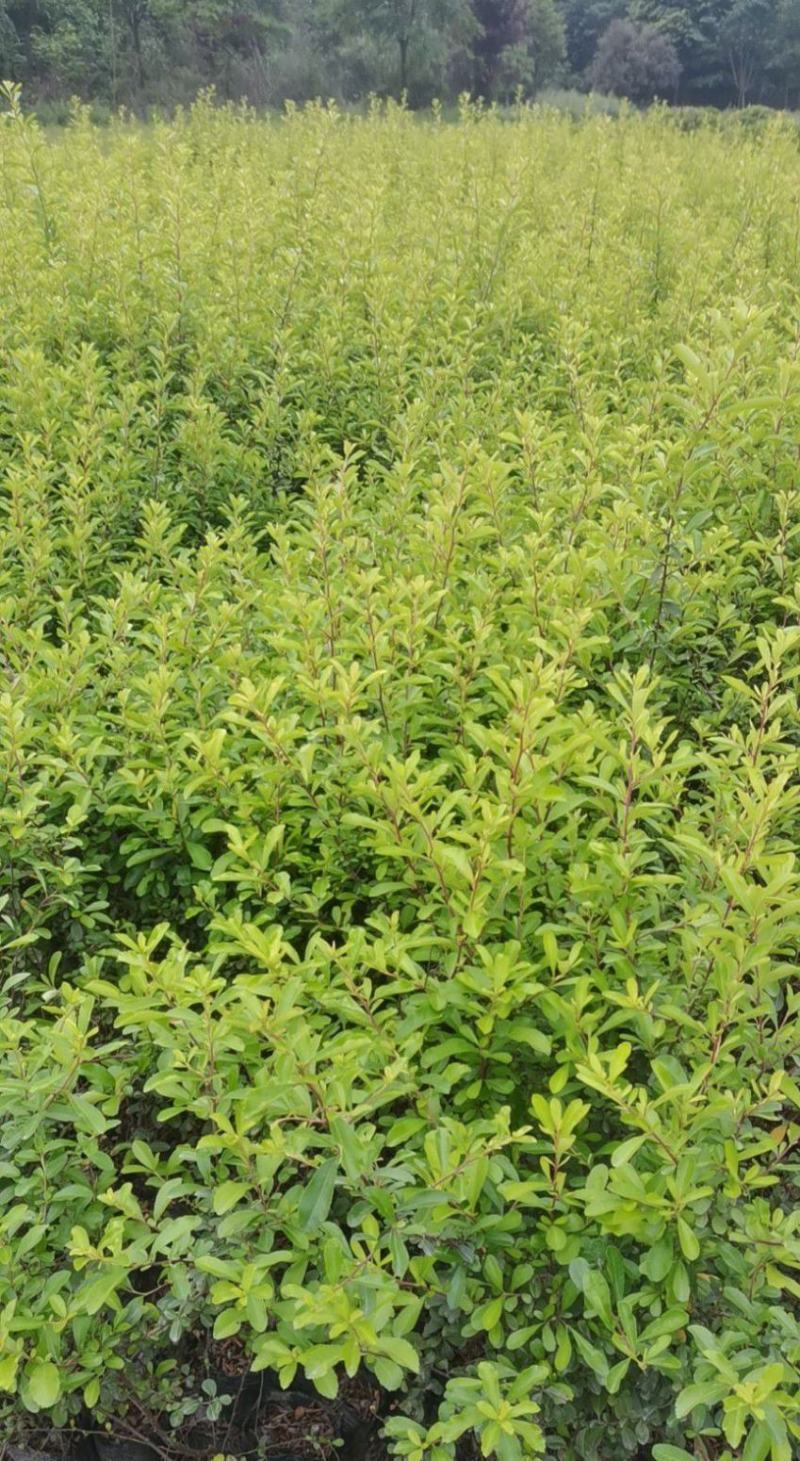 火棘16杯成都基地直供