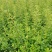 火棘16杯成都基地直供