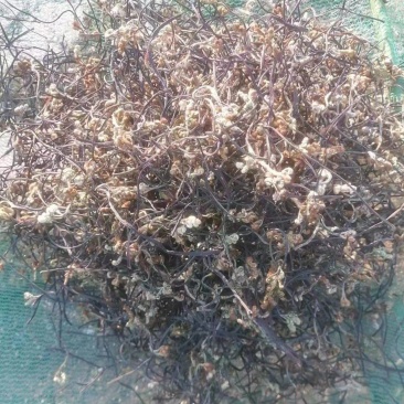 大量销售有需要的老板可以联系