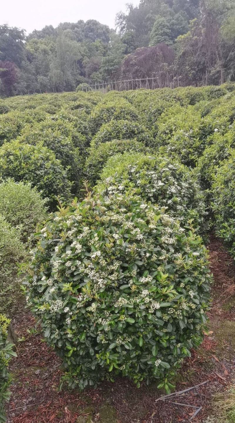 火棘球80-100大基地直供