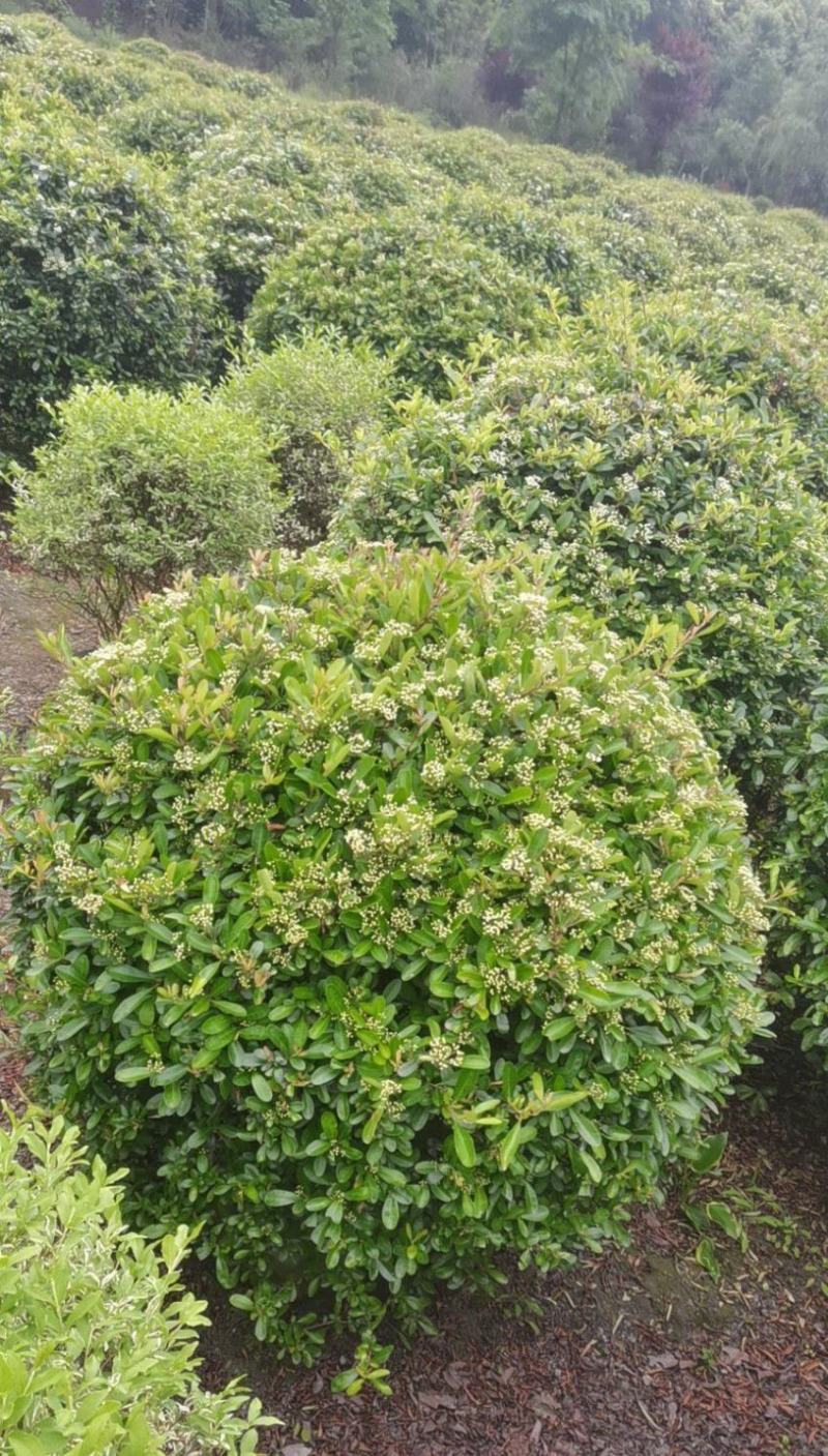 火棘球80-100大基地直供