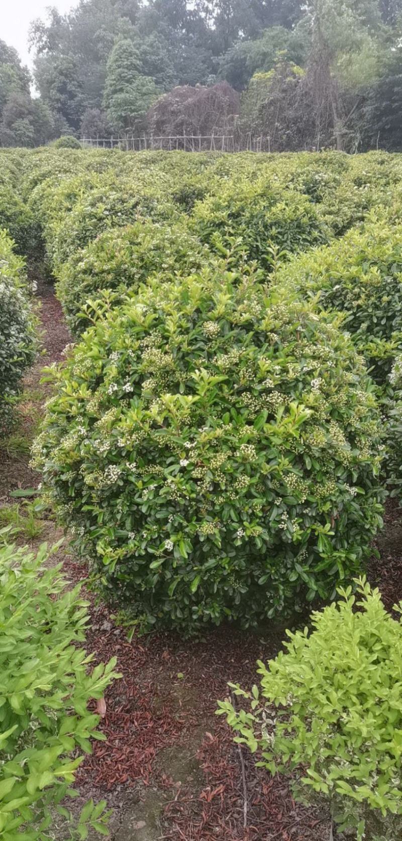 火棘球80-100大基地直供