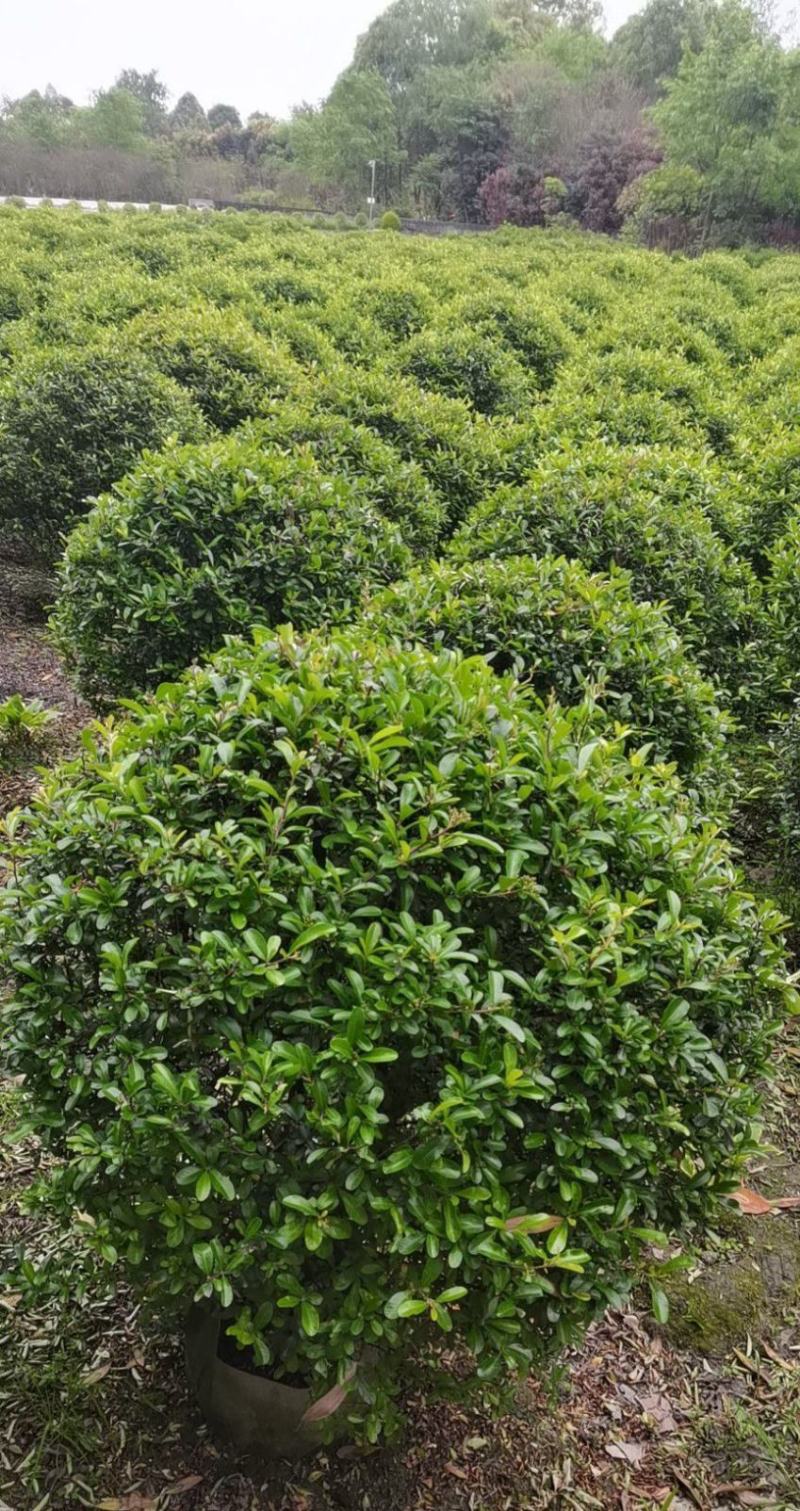 火棘球80-100大基地直供