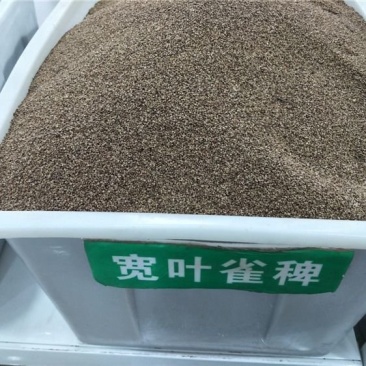 宽叶雀稗草籽国产百喜草种子宽叶草草坪种子南方通用绿化多年