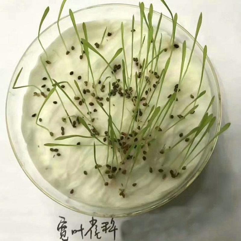 宽叶雀稗草籽国产百喜草种子宽叶草草坪种子南方通用绿化多年