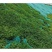 宽叶雀稗草籽国产百喜草种子宽叶草草坪种子南方通用绿化多年