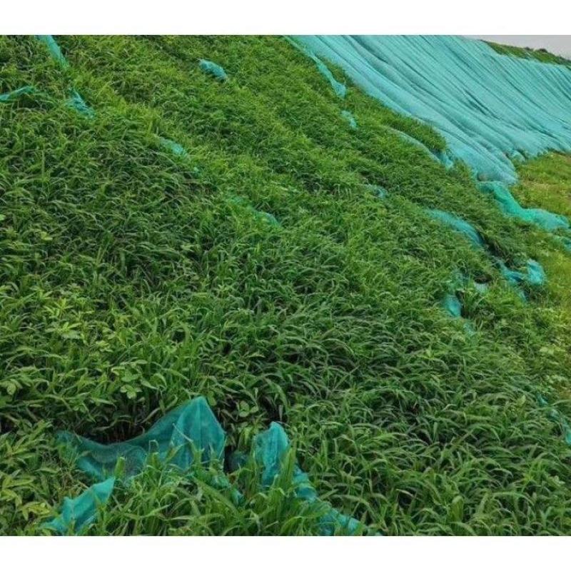 宽叶雀稗草籽国产百喜草种子宽叶草草坪种子南方通用绿化多年