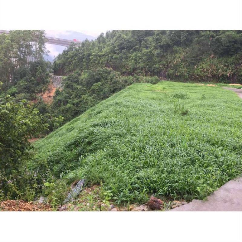 宽叶雀稗草籽国产百喜草种子宽叶草草坪种子南方通用绿化多年