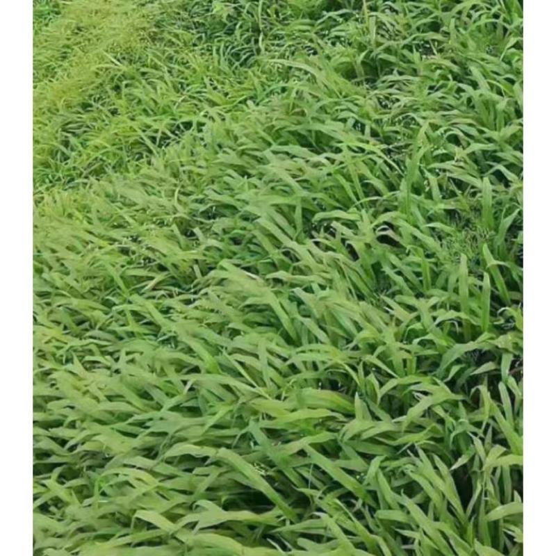 宽叶雀稗草籽国产百喜草种子宽叶草草坪种子南方通用绿化多年