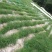 宽叶雀稗草籽国产百喜草种子宽叶草草坪种子南方通用绿化多年