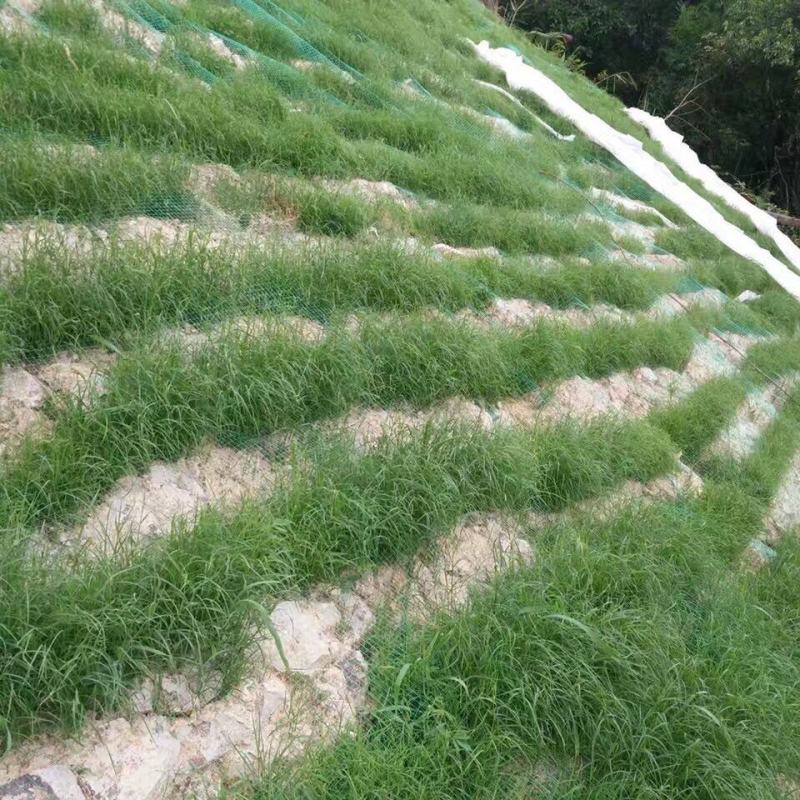 宽叶雀稗草籽国产百喜草种子宽叶草草坪种子南方通用绿化多年