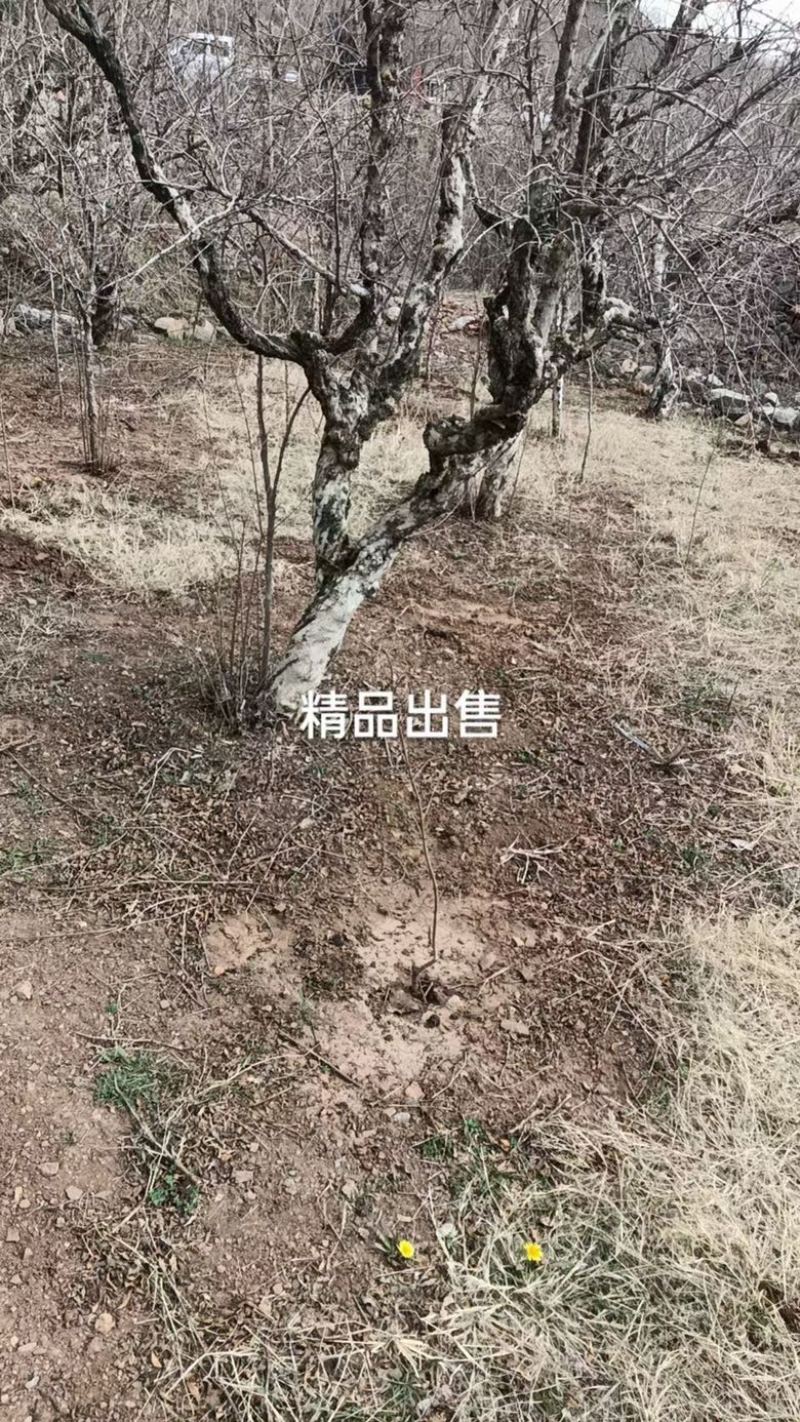 卖石榴树