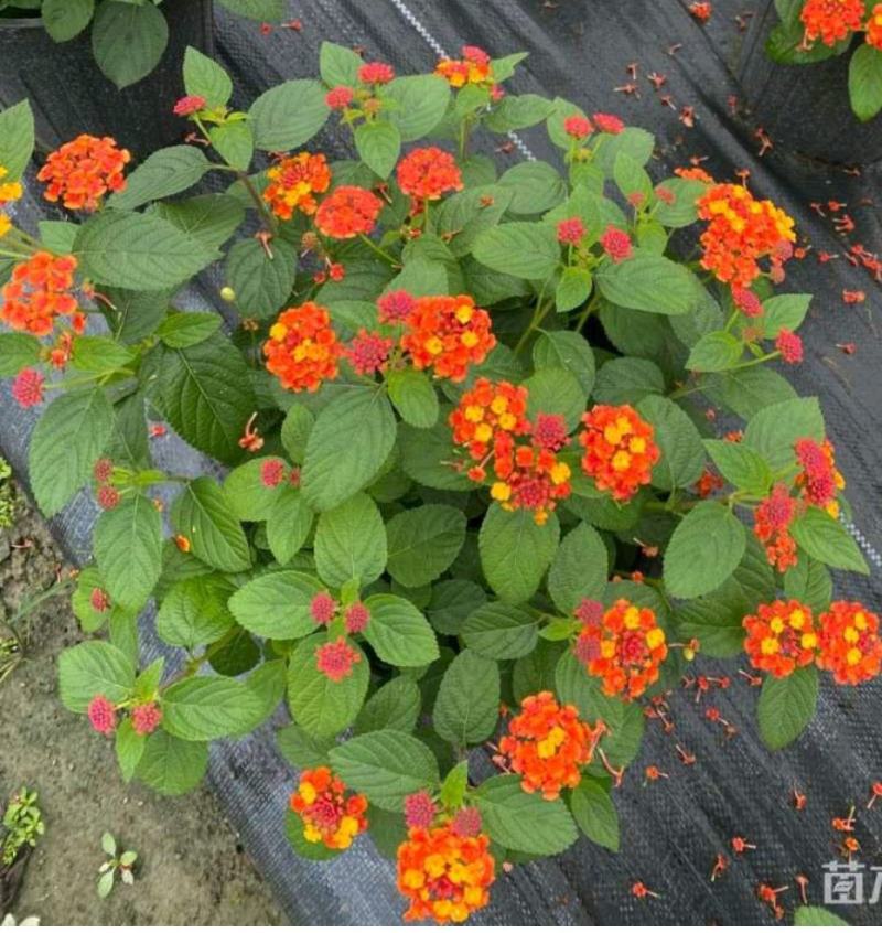 五色梅大小杯成都基地直供