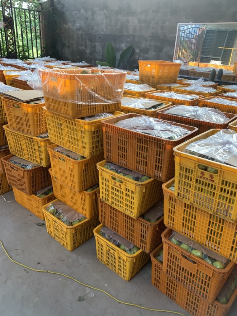 酥梨、红香酥梨脆甜无渣可对接各大老板和电商！