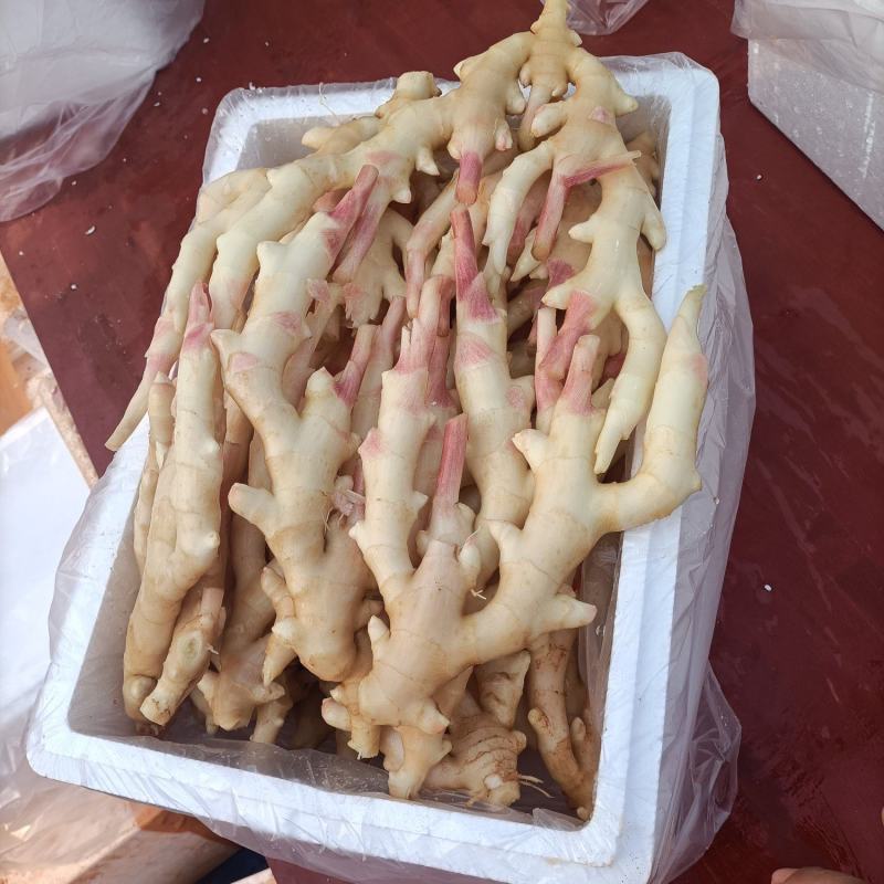 嫩姜