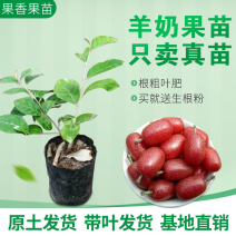 羊奶果苗