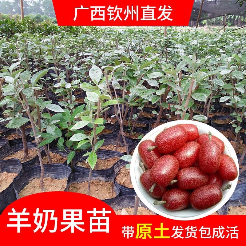 羊奶果苗