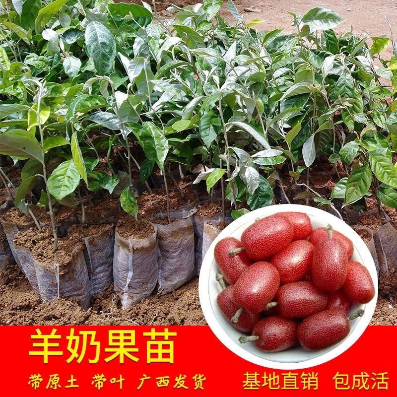 羊奶果苗