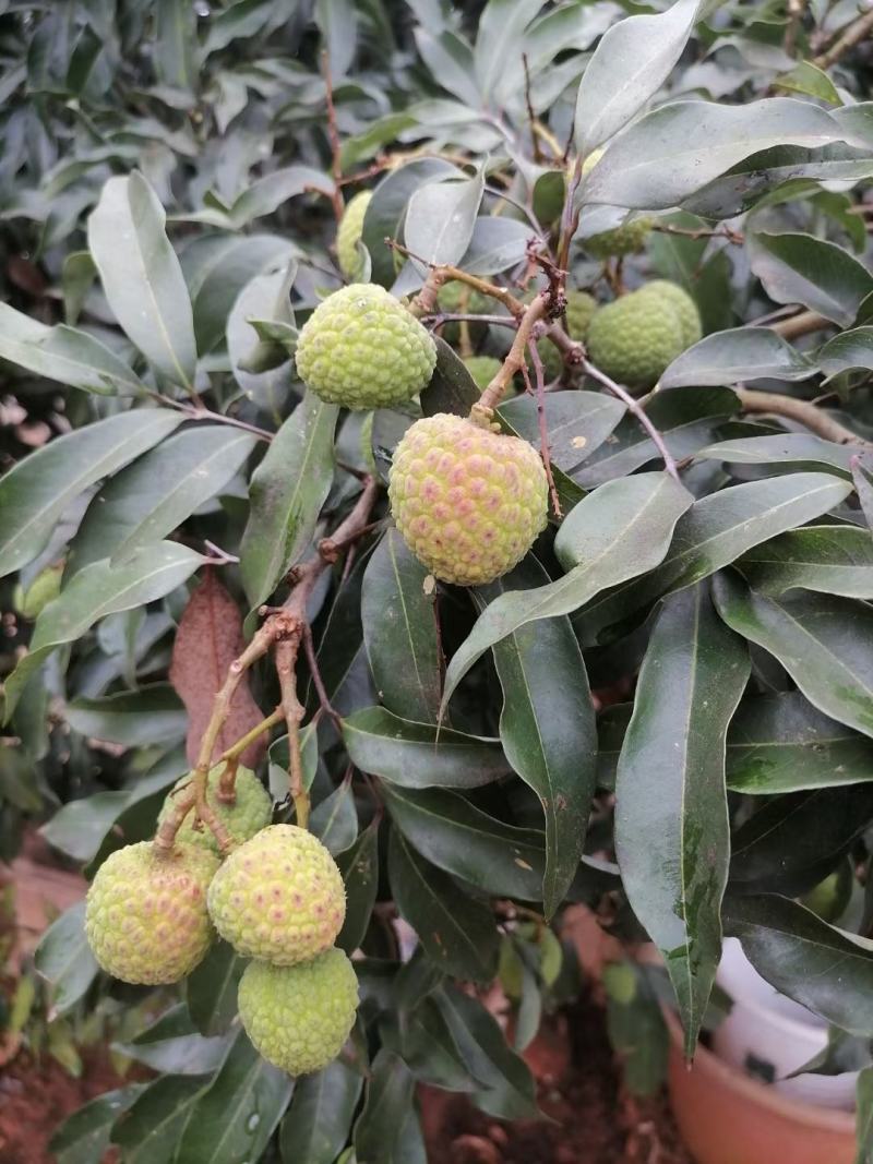 大果