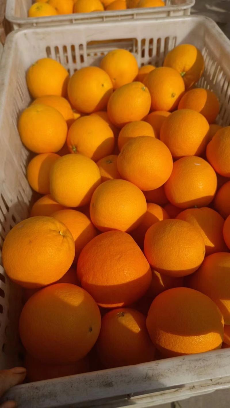 【伦晚春橙】基地直供伦晚脐橙大量供应对接商超欢迎来电洽谈