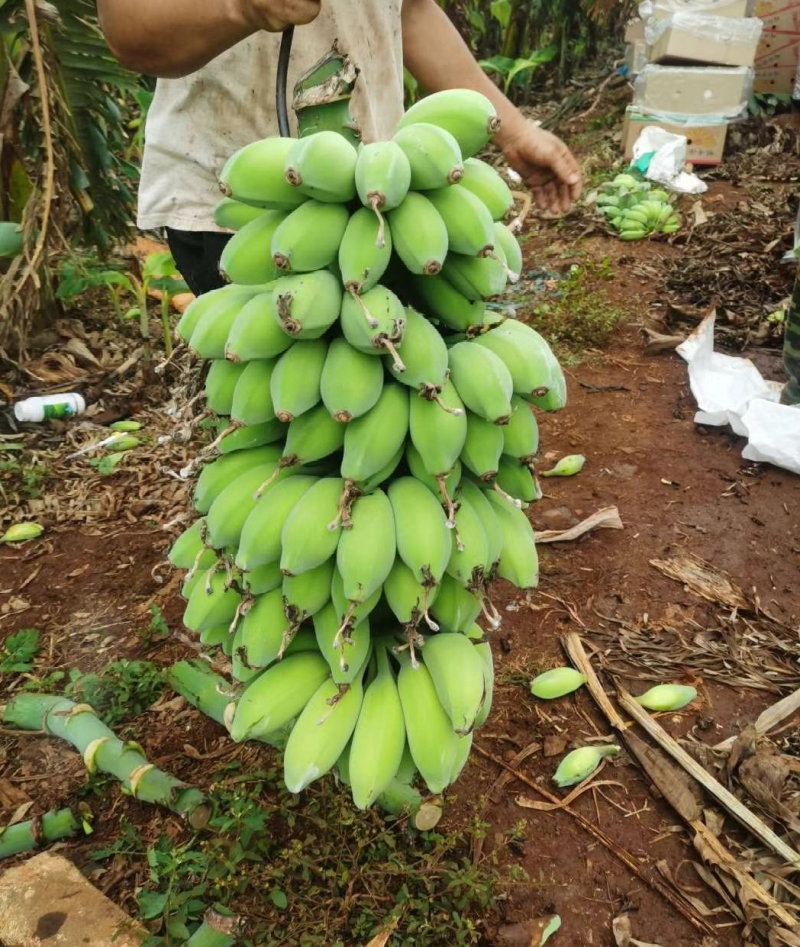 网红苹果蕉一手货源稳定供应产地直销按需分练量大