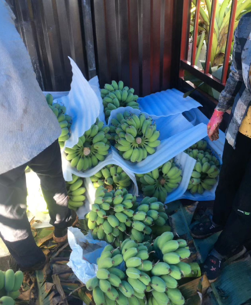 网红苹果蕉一手货源稳定供应产地直销按需分练量大