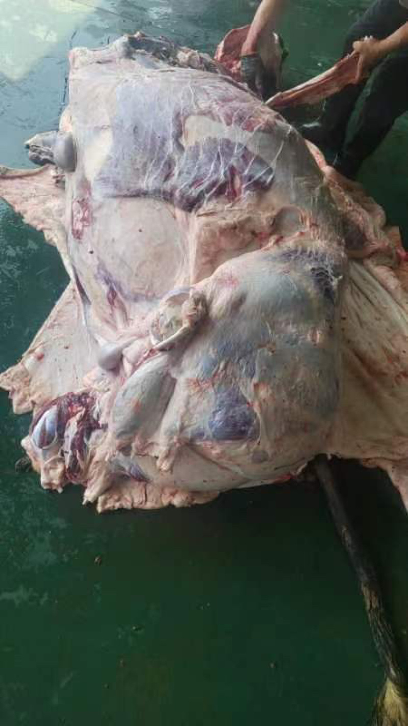 【精品牛肉河南焦作清真纯干无注水牛肉牛肋条