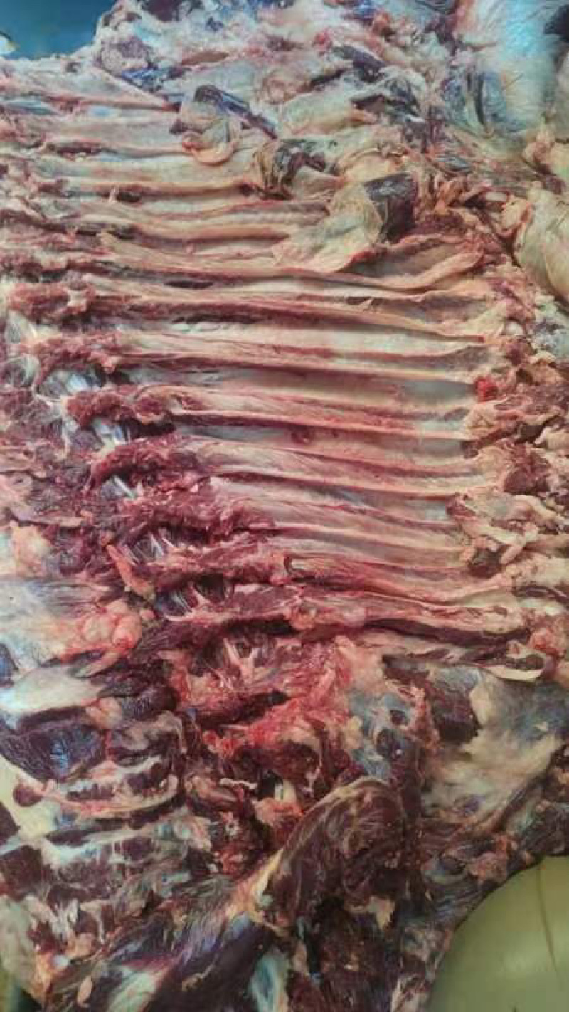 【精品牛肉河南焦作清真纯干无注水牛肉牛肋条