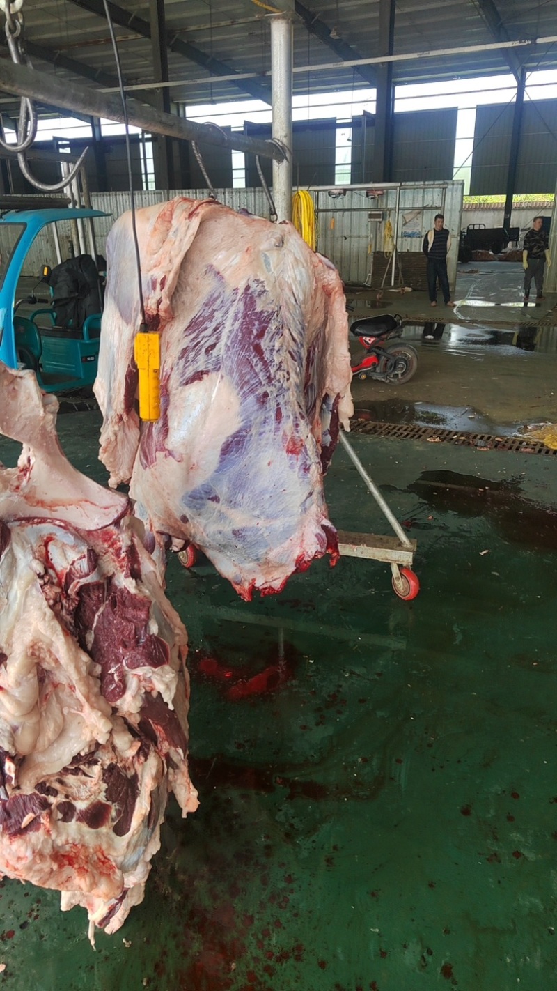 【精品牛肉河南焦作清真纯干无注水牛肉牛肋条