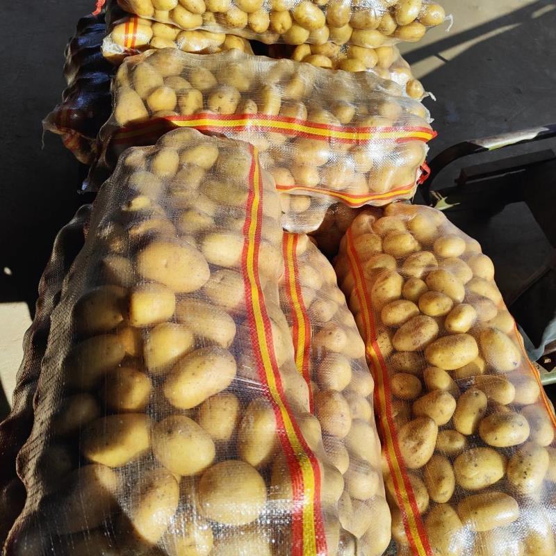 湖北新土豆实验1号土豆黄皮黄心大量供应，可实地考察看货