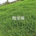 【草坪种子】狗牙根草坪种子孑耐寒耐践踏四季常青绿化用电联