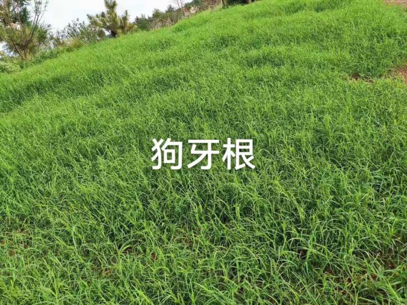 【草坪种子】狗牙根草坪种子孑耐寒耐践踏四季常青绿化用电联