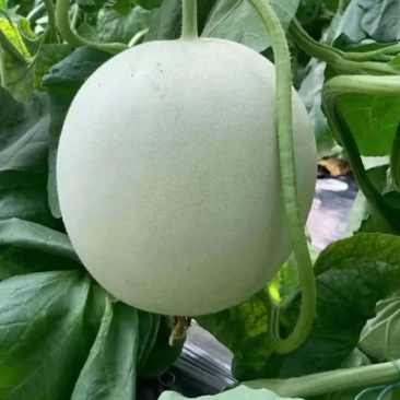 玉菇甜瓜江苏东台产地一手货源，脆甜多汁个头均匀，全国发