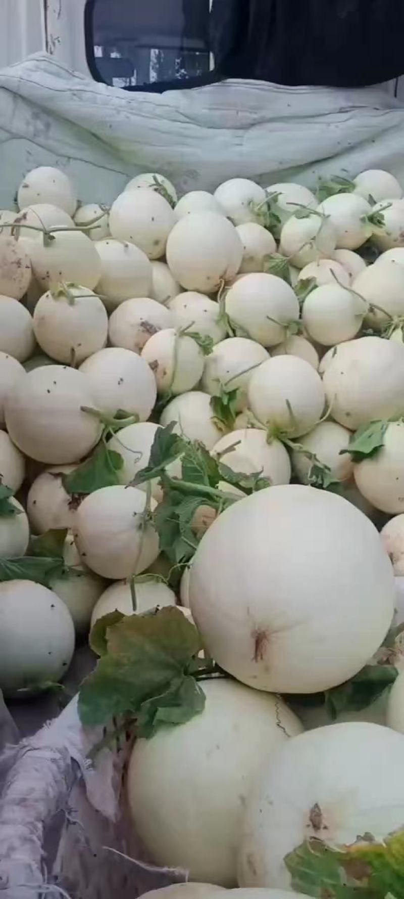 玉菇甜瓜江苏东台产地一手货源，脆甜多汁个头均匀，全国发